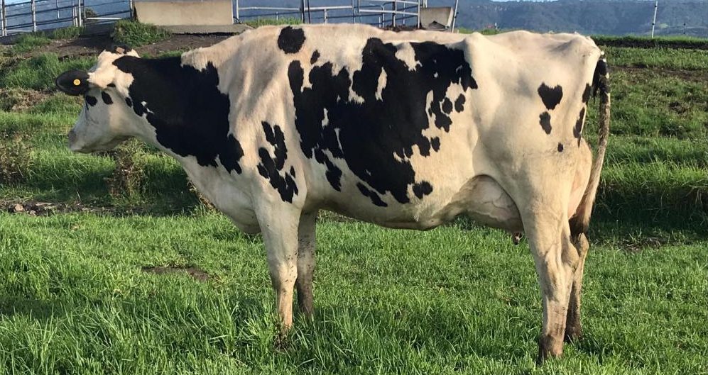 Holstein Dispatch - news for Holstein breeders